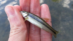 Nocomis platyrhynchus