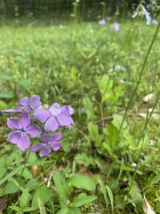 Phlox pilosa pilosa
