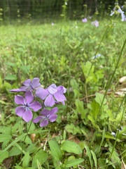 Phlox pilosa pilosa