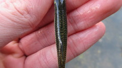 Notropis telescopus