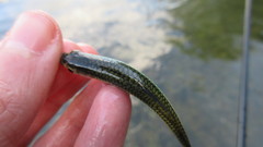 Notropis telescopus