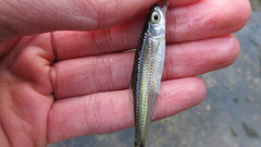 Notropis telescopus