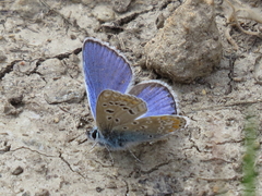 Polyommatus celina