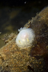 Acanthodoris pilosa