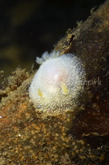Acanthodoris pilosa