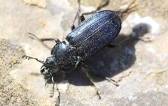 Platycerus caprea