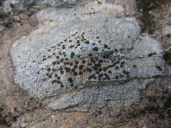 Tephromelataceae