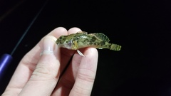 Cottus kanawhae