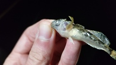 Cottus kanawhae