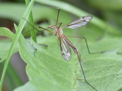 Tipula vernalis