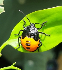 Pentatomidae