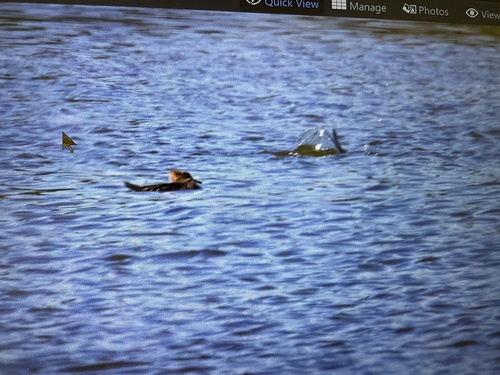 Lophodytes cucullatus image