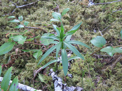 Lilieae