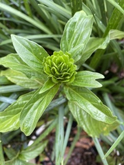 Justicia carnea