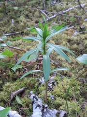 Lilieae