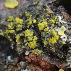 Candelariella xanthostigmoides