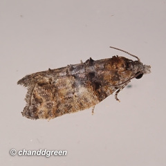 Polylopha cassiicola