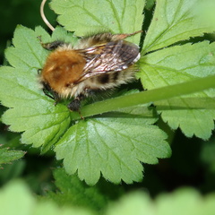 Bombus pascuorum