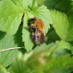 Bombus pascuorum