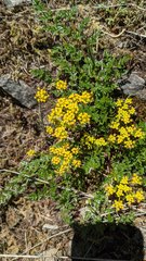 Lomatium hallii