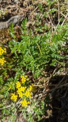 Lomatium hallii