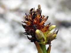 Thesium aggregatum