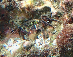 Pachygrapsus socius