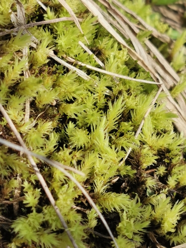 ribbed bog moss