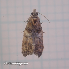 Polylopha cassiicola