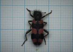 Trichodes favarius