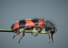 Trichodes favarius