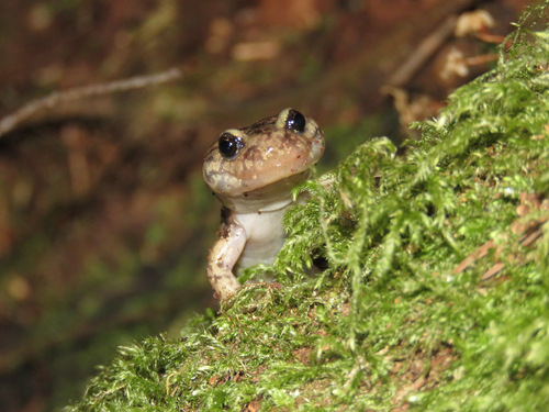 *Aneides vagrans* (Wandering Salamander) by &copy enspring on iNaturalist in Gordon Bay, Cowichan Valley, BC, Canada