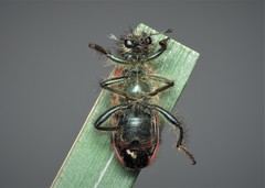 Trichodes favarius
