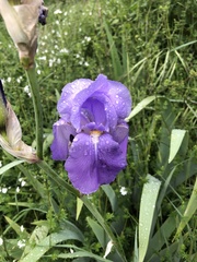 Iris pallida