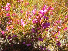 Erica multumbellifera