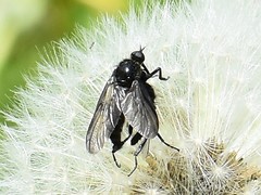 Empis ciliata