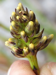Thesium aggregatum