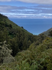 Sequoia sempervirens