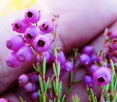 Erica multumbellifera