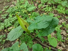 Arum maculatum