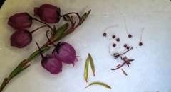 Erica multumbellifera