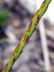 Thesium aggregatum
