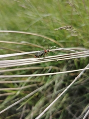 Cantharis rustica