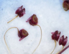 Erica multumbellifera