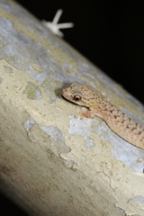 Hemiphyllodactylus hongkongensis