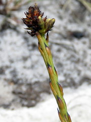 Thesium aggregatum