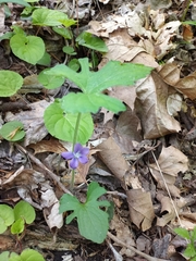 Viola triloba