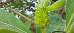 Morinda pubescens