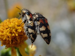 Acmaeodera tuta