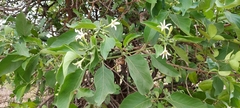 Morinda pubescens
